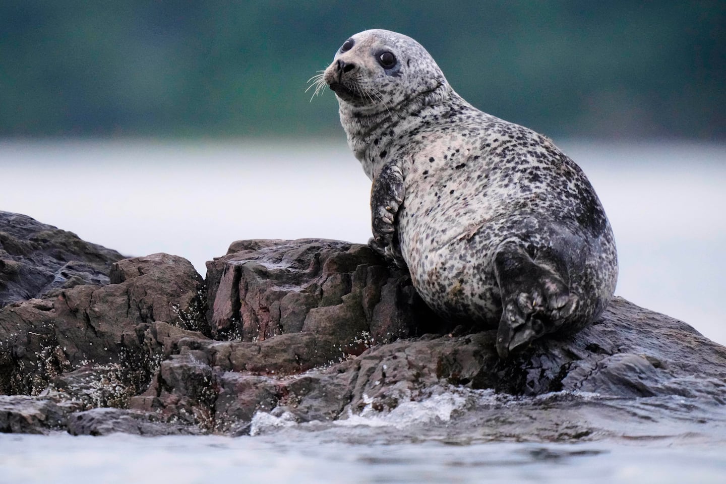 A harbor seal, a species favored by white sharks, rested on a small island on Aug. 20 off of Portland, Maine.