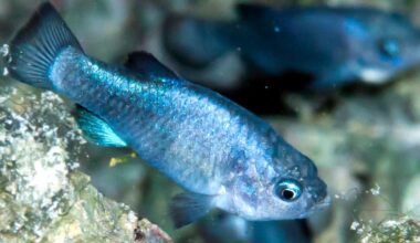 Rarest fish population plummets after world earthquakes rattle Nevada, now on rebound