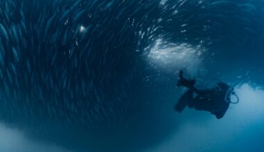 Photographing the Sardine Run in South Africa Changed My Life