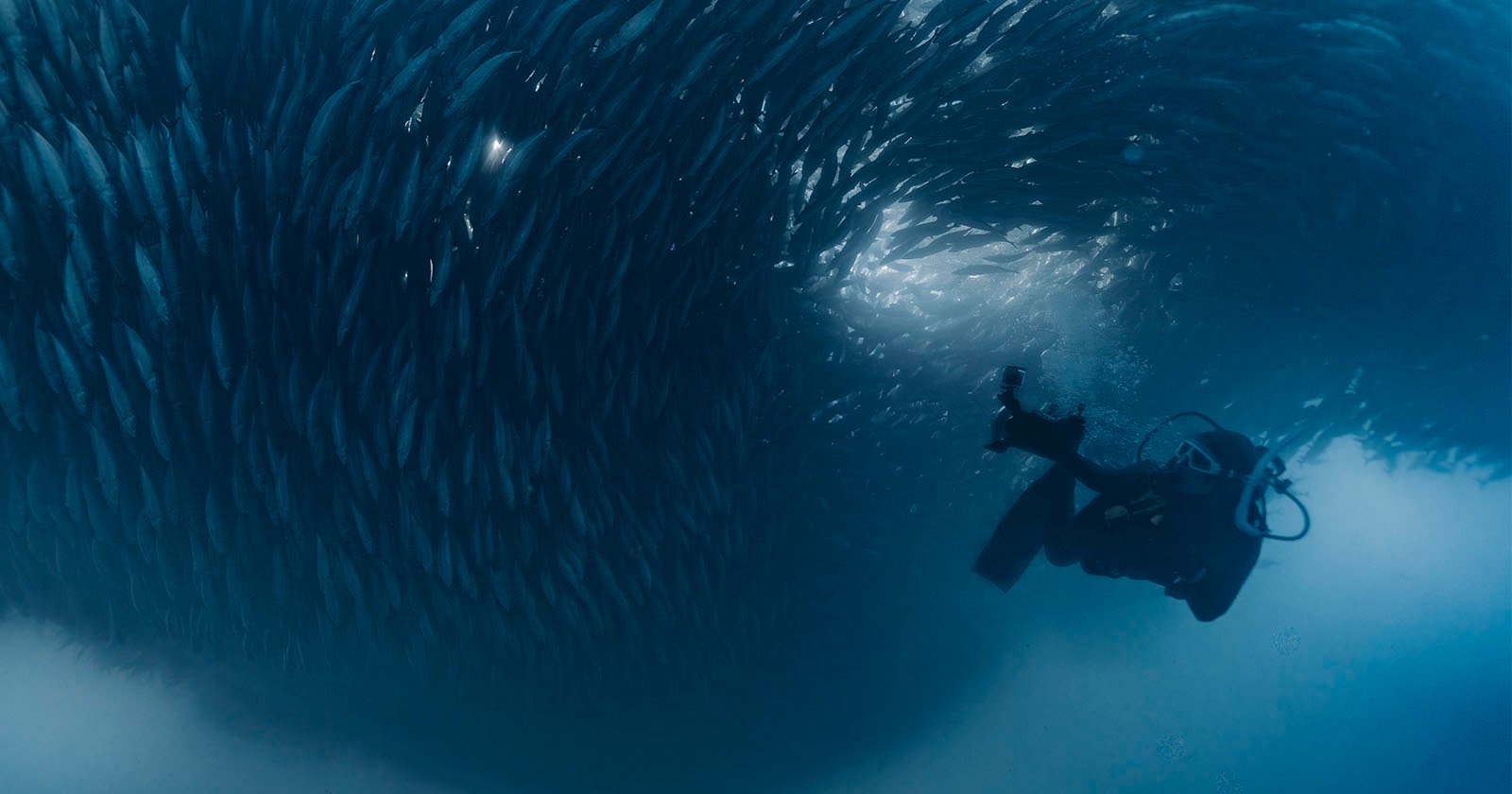 Photographing the Sardine Run in South Africa Changed My Life