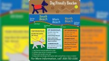 A diagram showing the different rules regarding dog access at Del Mar beaches.