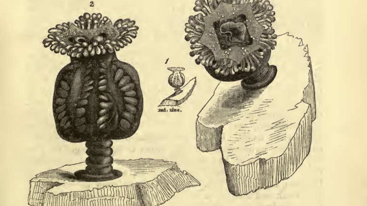 Tourist Spots 'Extinct' Jellyfish Not Seen in 50 Years