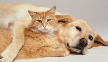 3 things to consider before adopting a pet for Clear the Shelters – NBC 7 San Diego