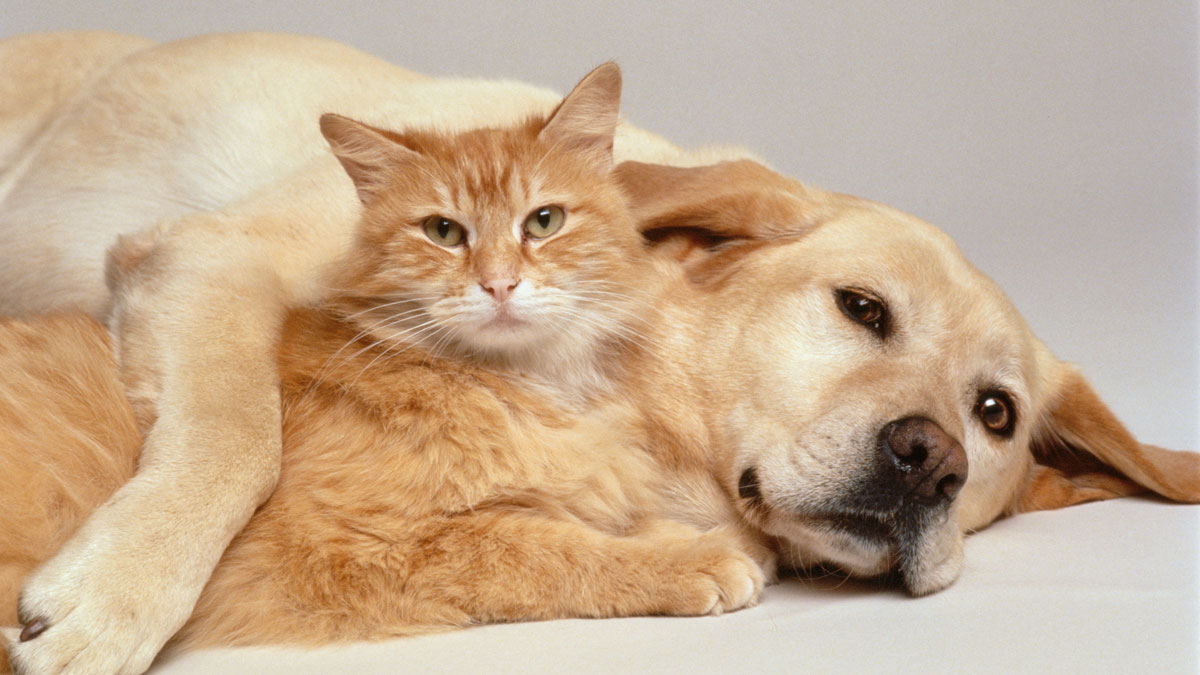 3 things to consider before adopting a pet for Clear the Shelters – NBC 7 San Diego