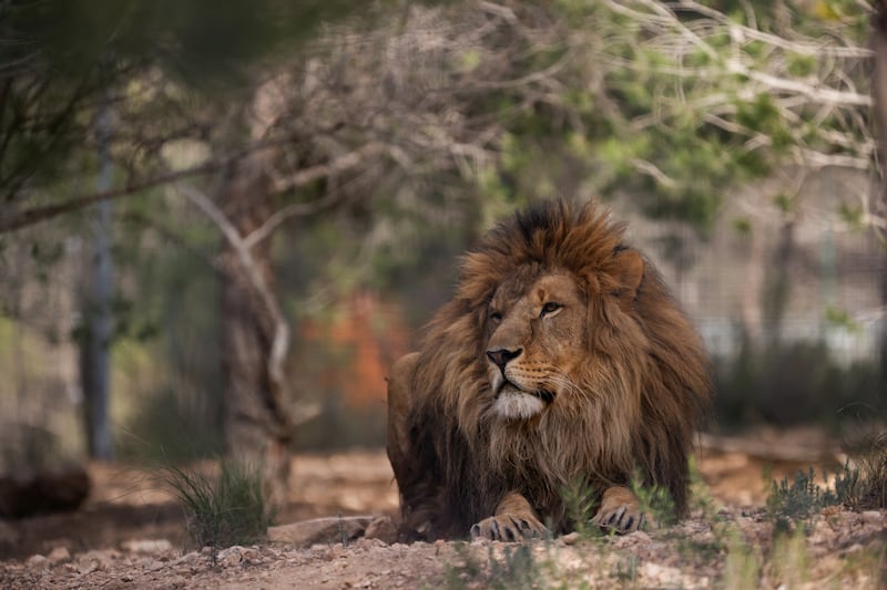 Lion.