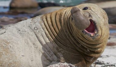 A large elephant seal lies on a sandy beach, its body covered in sand. Its mouth is open wide, showing its teeth, and its trunk-like nose is curled upward.