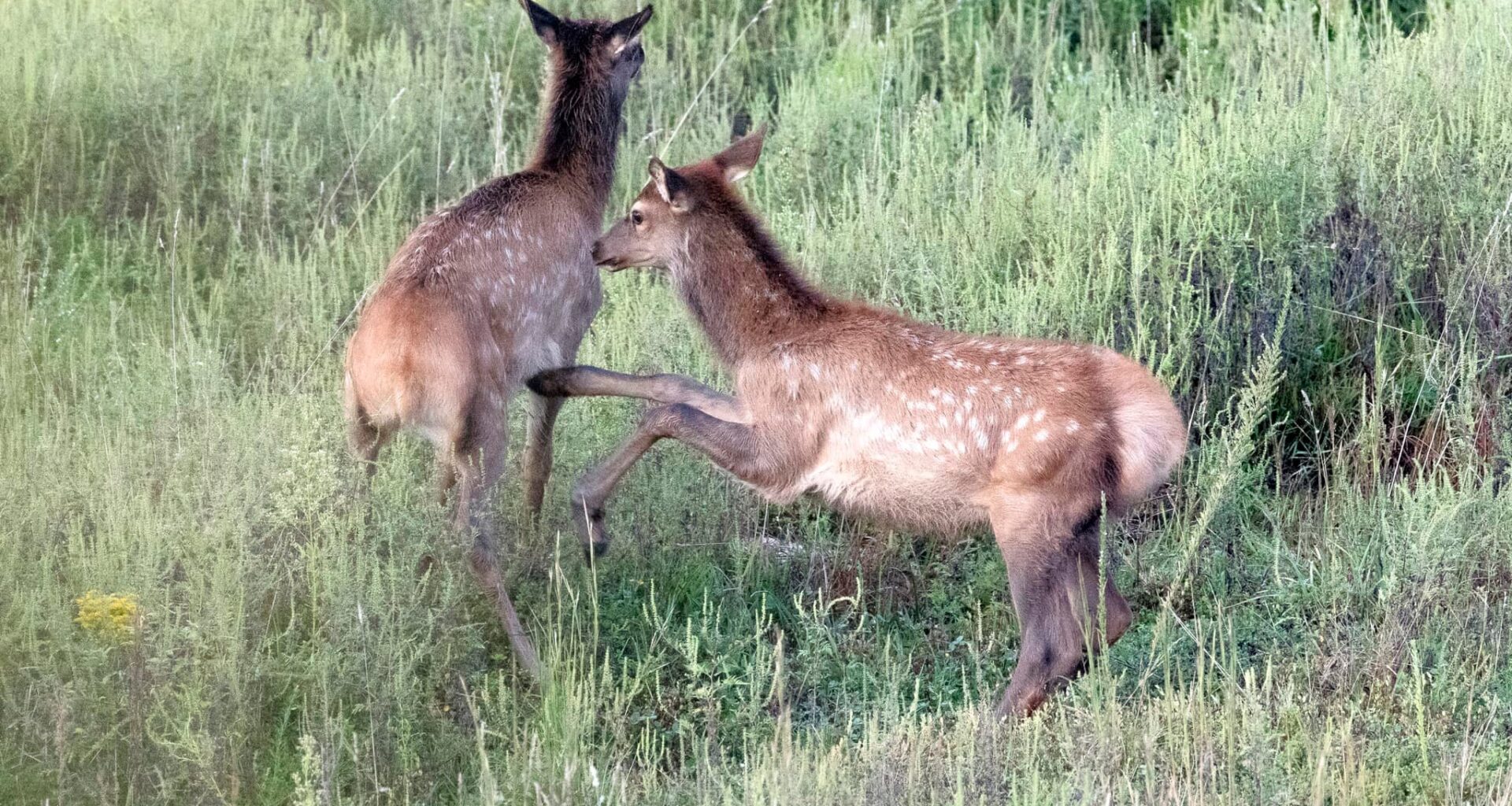 Research reveals elk from different sources are breeding in southern W.Va.