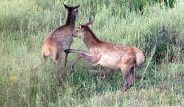 Research reveals elk from different sources are breeding in southern W.Va.