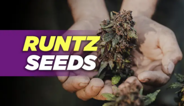 Runtz Seeds 2025: Genetics, Growing Tips & Effects of This Sweet Powerhouse Strain