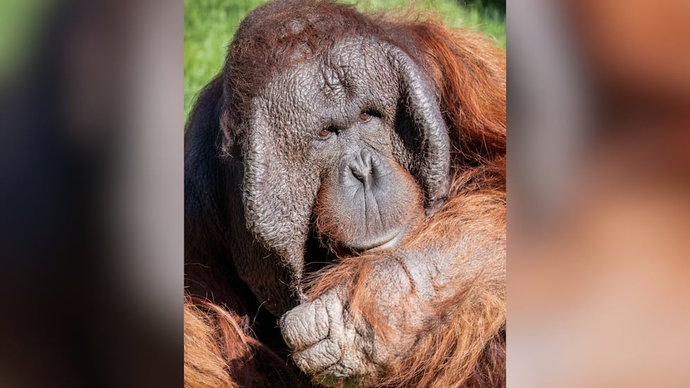 Michael is among the zoo’s four orangutans, alongside two females, Bess and Rayma and another...
