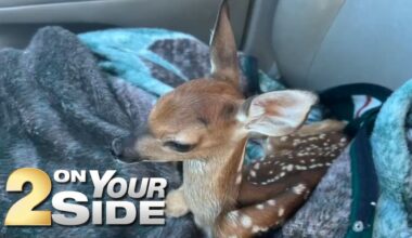 After woman nurses fawn back to health, LDWF euthanizes young deer in Greensburg