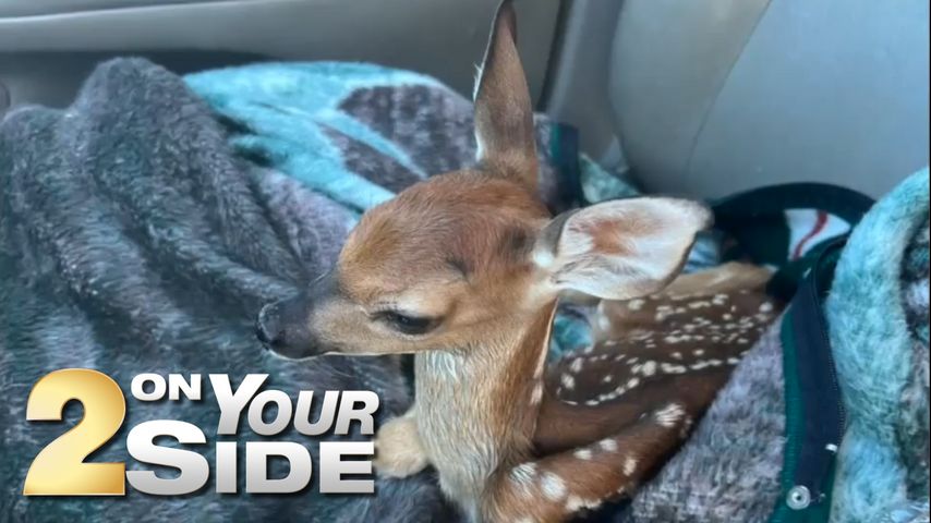 After woman nurses fawn back to health, LDWF euthanizes young deer in Greensburg