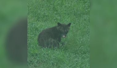 “Bear” sighting sparks disagreement among Kansas wildlife professionals