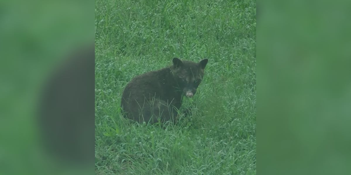 “Bear” sighting sparks disagreement among Kansas wildlife professionals