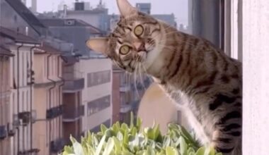 73 minutes of cat videos – San Diego Union-Tribune