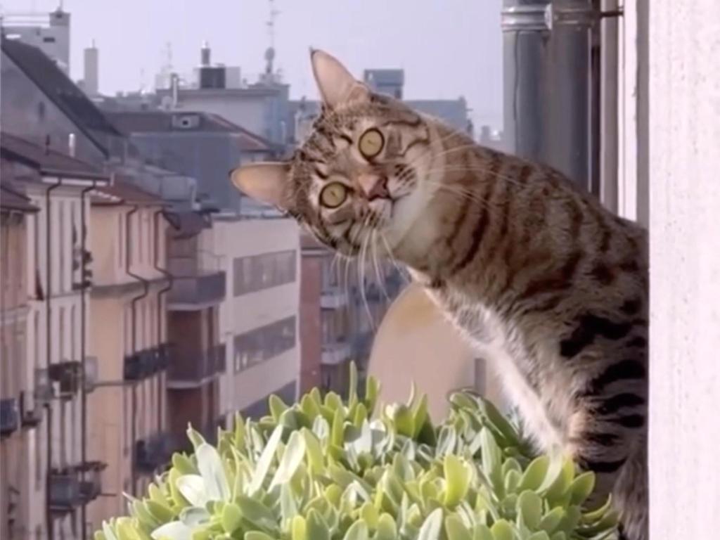 73 minutes of cat videos – San Diego Union-Tribune