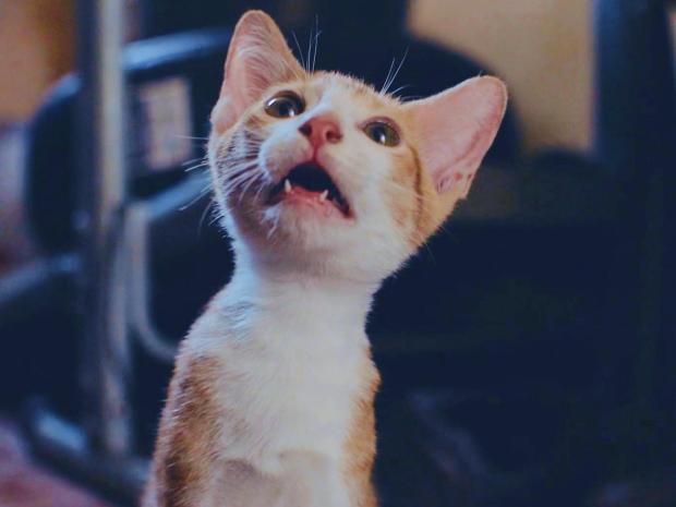  A promotional photo for Cat Video Fest 2025. (Oscilloscope Laboratories)