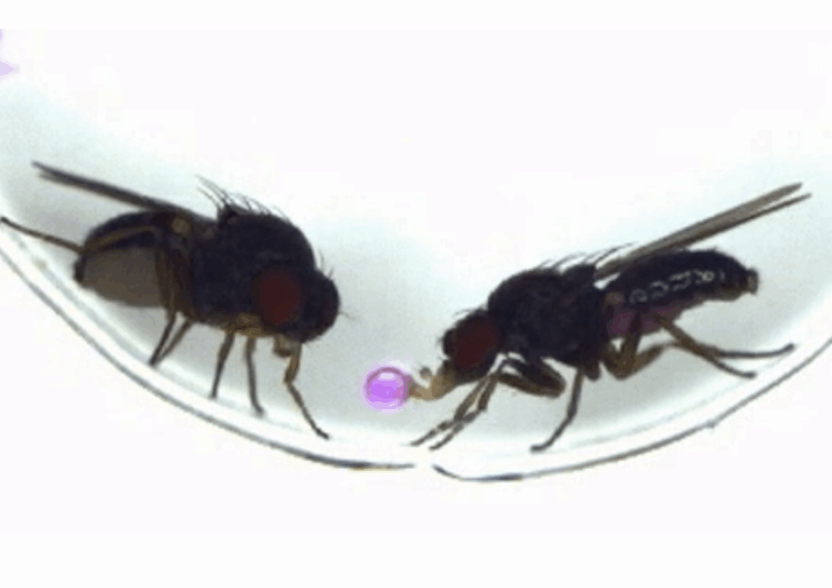 Fruit fly regurgitation mating