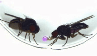 Scientists 'Hack' Fruit Fly Romance By Transferring Vomit-Based Courtship Between Species