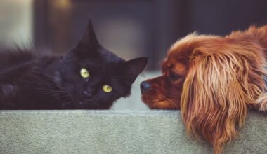 San Antonio Humane Society to host low-cost spay and neuter clinic next month