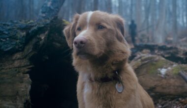 'Good Boy' Trailer: Dog Investigates Haunted House