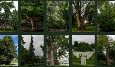 Take a Closer Look at These ‘Great’ New York City Trees