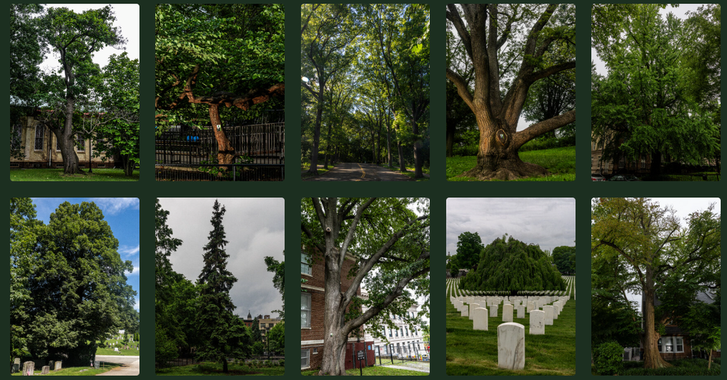 Take a Closer Look at These ‘Great’ New York City Trees