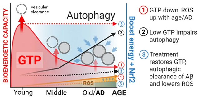 GTP graphical abstract