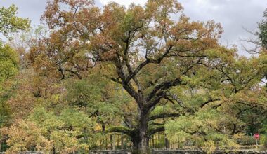 ‘Nature usually can find a way’: A climate activist on the message trees are sending us