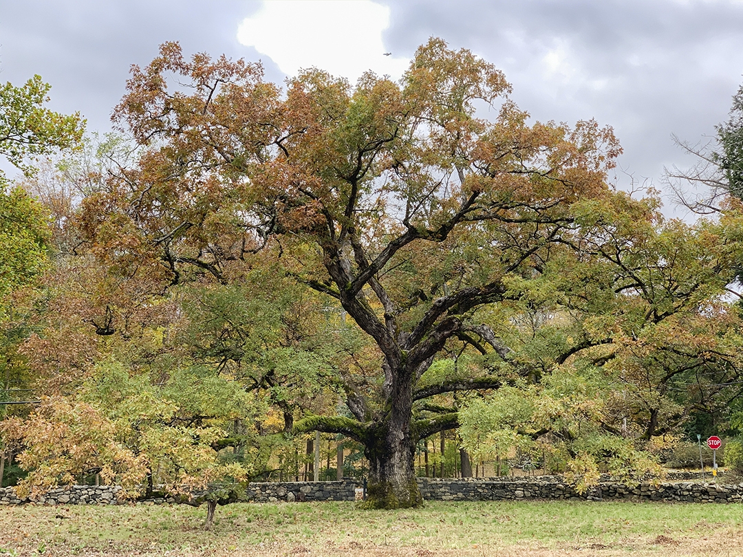 ‘Nature usually can find a way’: A climate activist on the message trees are sending us