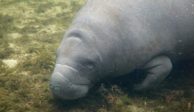 'It's rare to have manatees this far north'