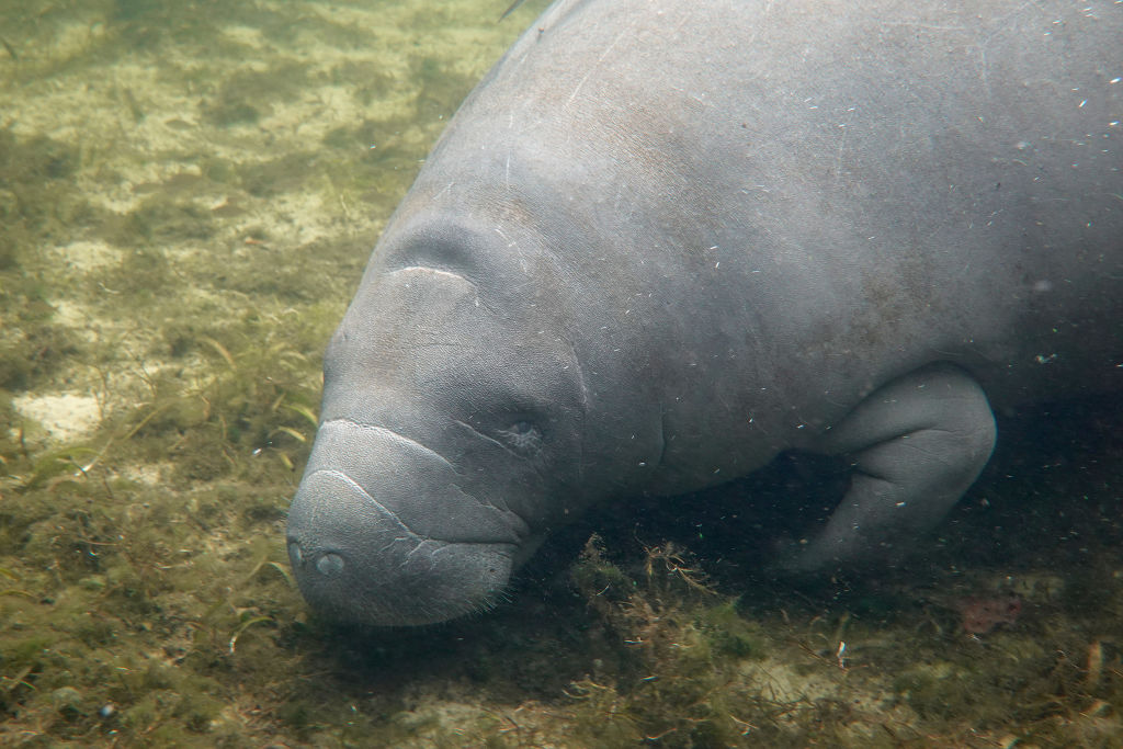 'It's rare to have manatees this far north'