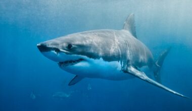 Shark sighting off Ogunquit’s Little Beach prompts warning – NBC Boston