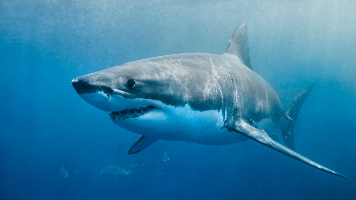 Shark sighting off Ogunquit’s Little Beach prompts warning – NBC Boston