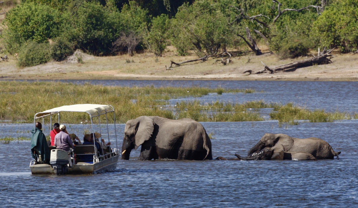 Elephant Rams Boat After Giving Multiple Warnings