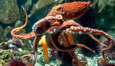 A large orange octopus spreads its tentacles underwater, surrounded by sea urchins, rocks, and other marine life in an aquarium setting.