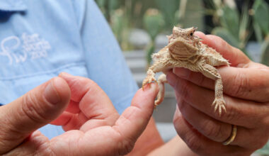 Fort Worth Zoo, TCU lead effort to save Texas horned lizards from population decline