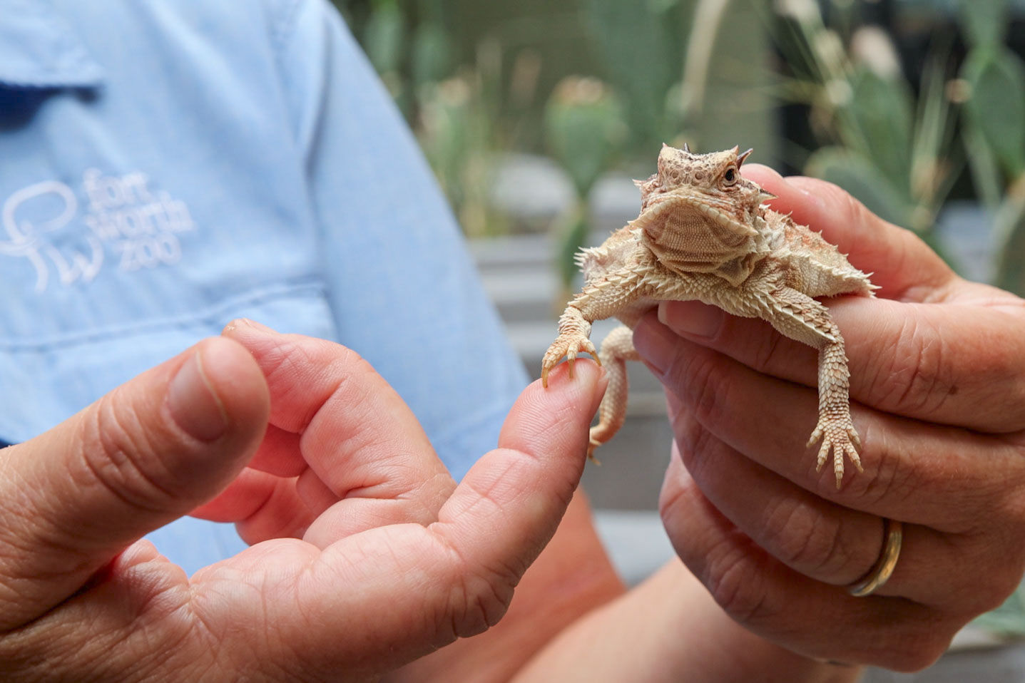 Fort Worth Zoo, TCU lead effort to save Texas horned lizards from population decline