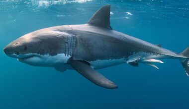 The DNA of Great White Sharks Defies Explanation. Here's Why. : ScienceAlert