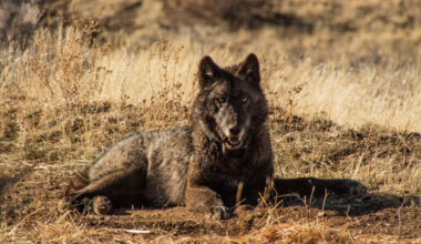 A gray wolf