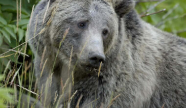 WY Congressional Delegation Introduces Bill To Aid Endangered Species Recovery Procedure – Sheridan Media