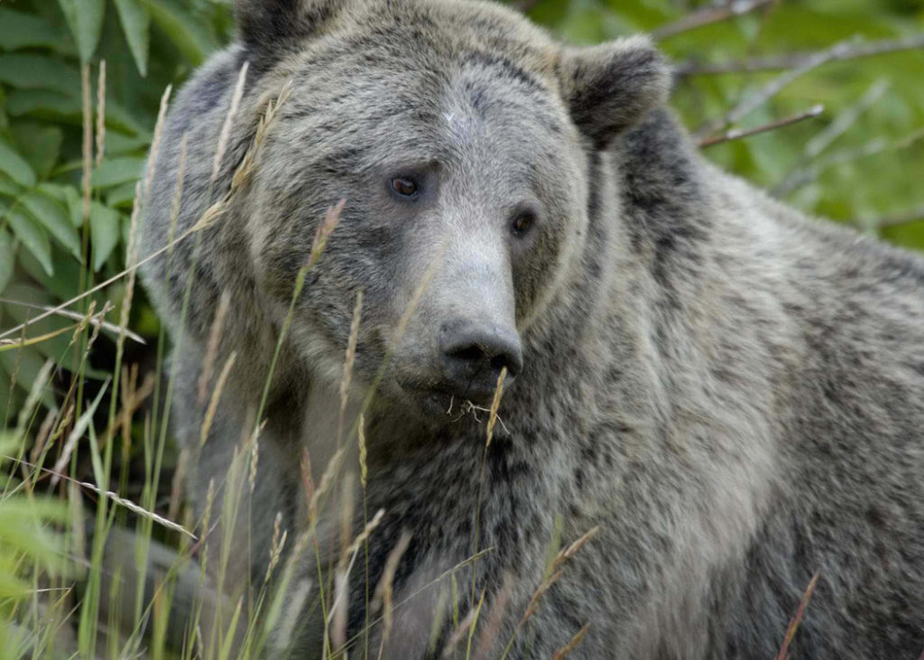 WY Congressional Delegation Introduces Bill To Aid Endangered Species Recovery Procedure – Sheridan Media