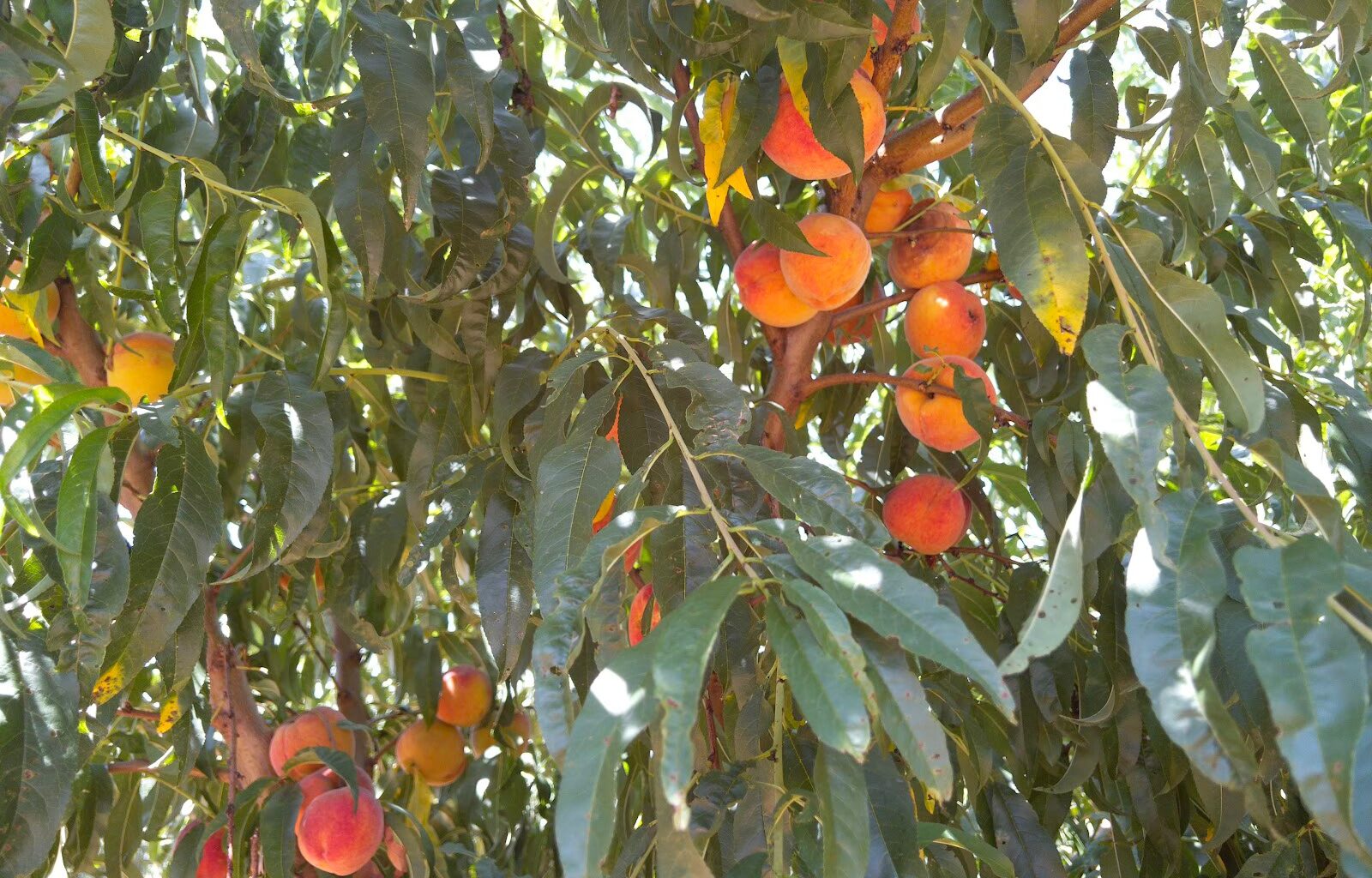 Fewer bushels, more pecks: North Texas peach growers face limited harvest, high demand