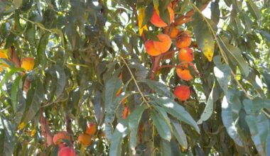 Fewer bushels, more pecks: North Texas peach growers face limited harvest, high demand
