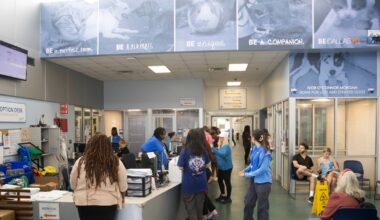 Dallas Animal Services limit dog intake due to distemper cases