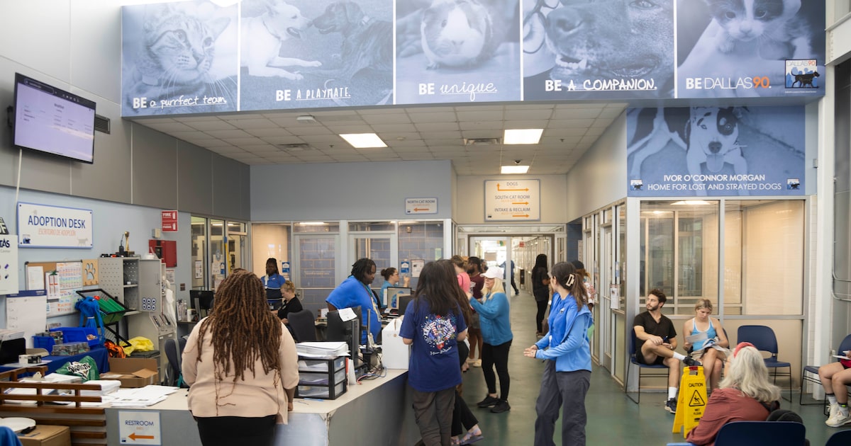 Dallas Animal Services limit dog intake due to distemper cases