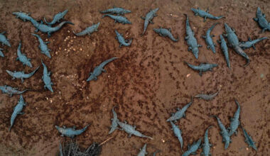 Authorities kill hundreds of crocodiles after kids throw stones at them