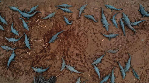 Authorities kill hundreds of crocodiles after kids throw stones at them