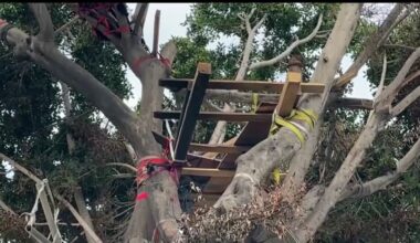 Homeless man returns to build treehouse in South LA – NBC Los Angeles