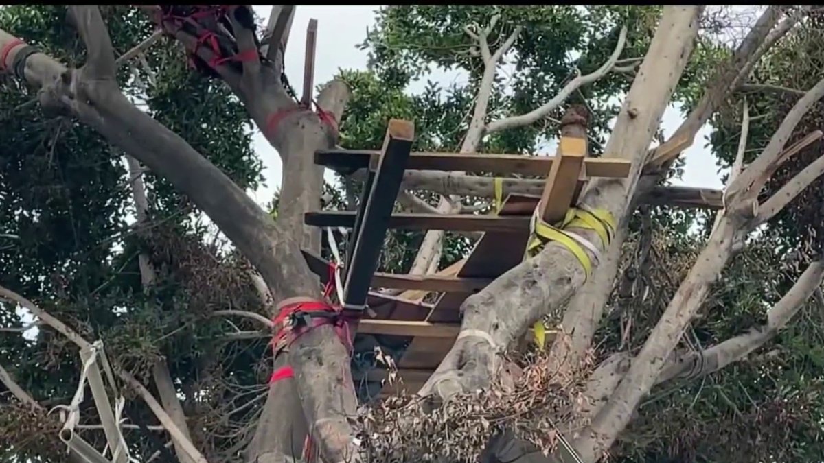 Homeless man returns to build treehouse in South LA – NBC Los Angeles